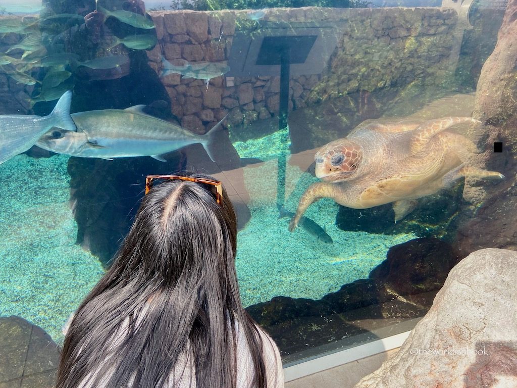 Monaco Aquarium sea turtle