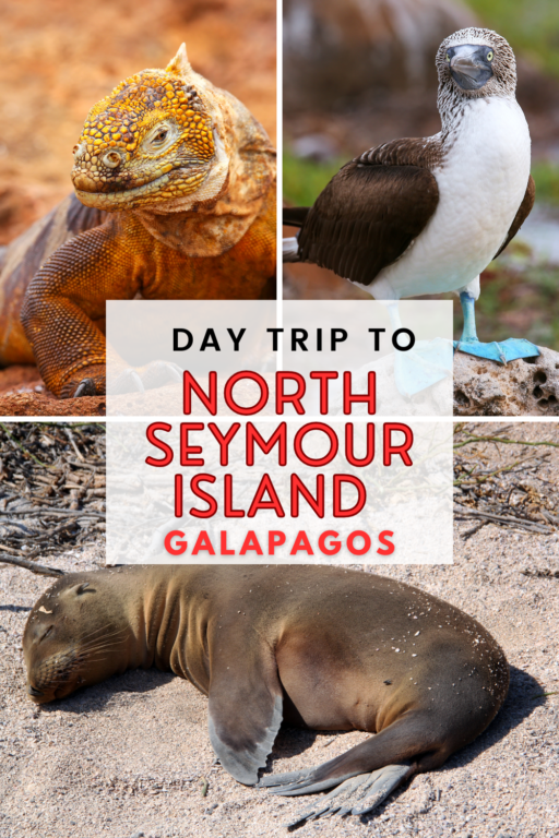 North Seymour Island Galapagos
