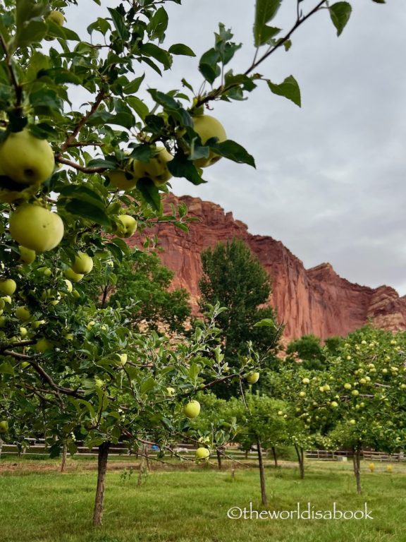 Capitol Reef National Park Apple orchard