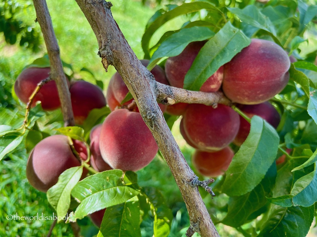 Capitol Reef National Park Peach orchard