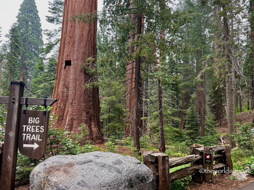 Big Trees trail Sequoia National Park